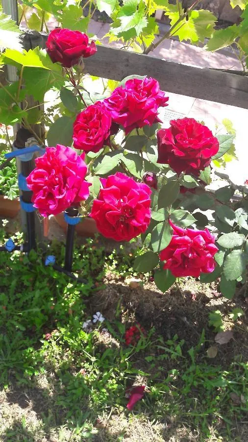 Villa Delle Rose Sulla Baia Di Porto Frailis Àrbatax Διαμέρισμα